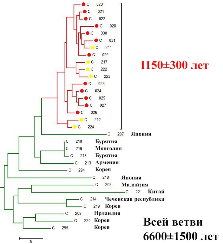 Пример ДНК-генеалогии казахов